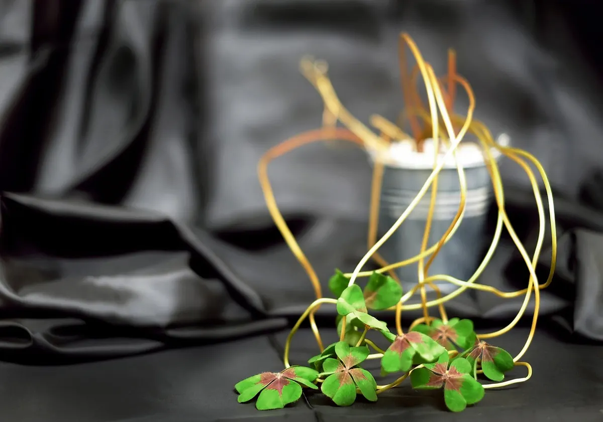 Common Plant Care Mistakes That Kill Container Plants